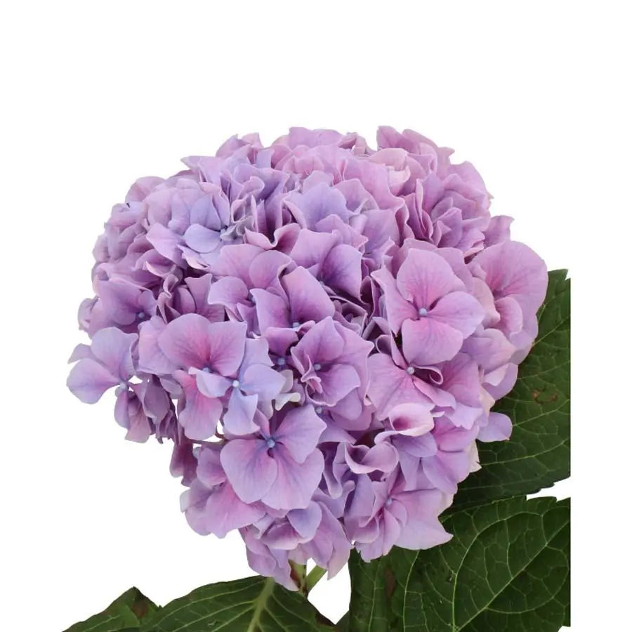 Hydrangea Cassanova - Lavender