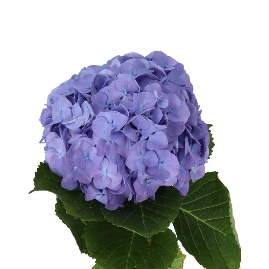 Hydrangea Da Vinci - Blue