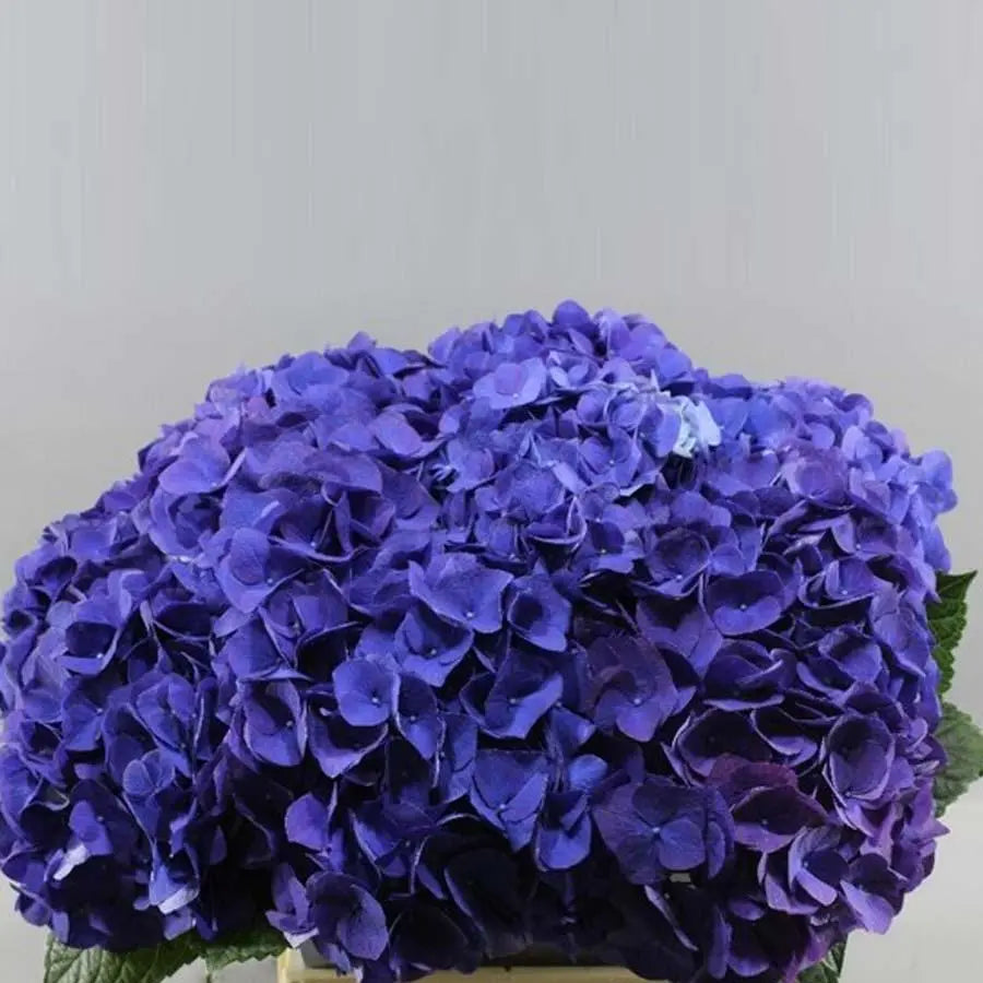 Hydrangea Fabulous Anne - Blue