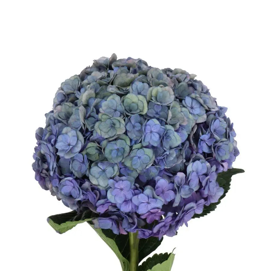 Hydrangea Magical Royal Anastasia Classic - Blue