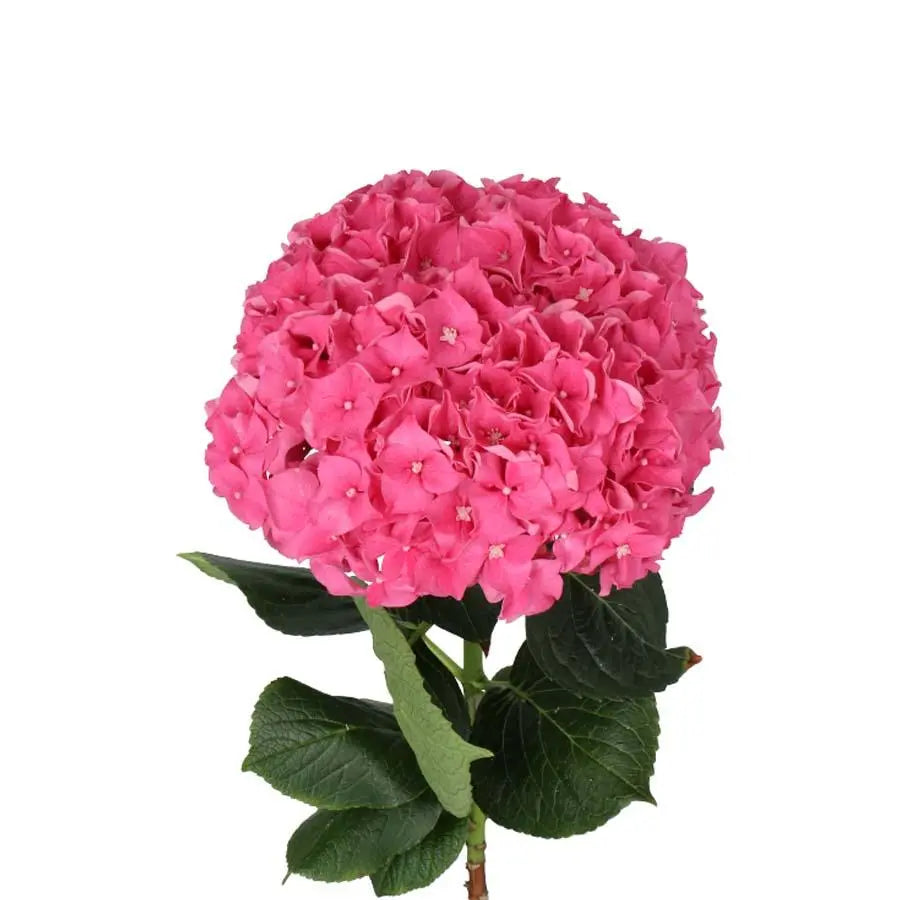 Hydrangea Rodeo Pink - 10 Stems - PetalDriven