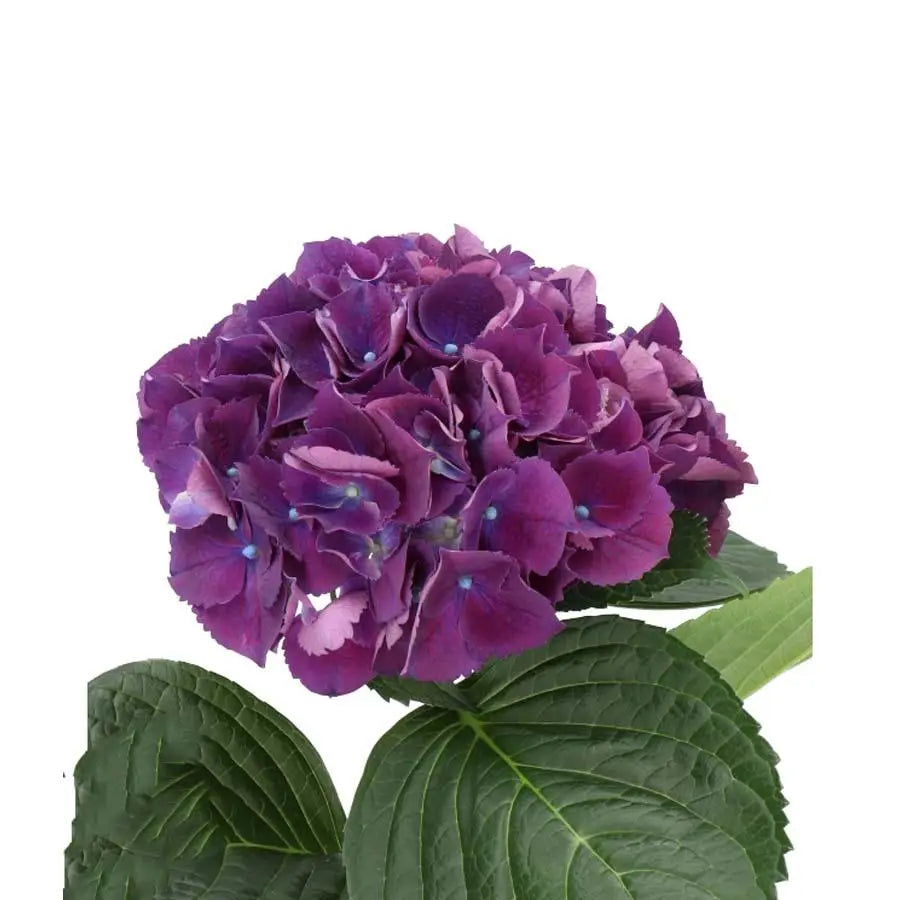 Hydrangea Royal King
