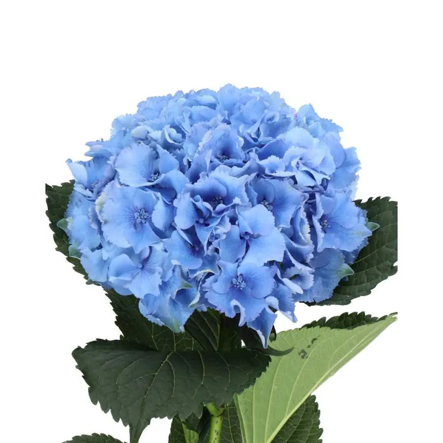 Hydrangea Royal Parade - Blue