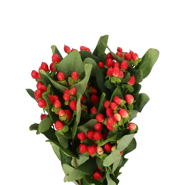 Hypericum Coco Diablo Spray Holex Dutch