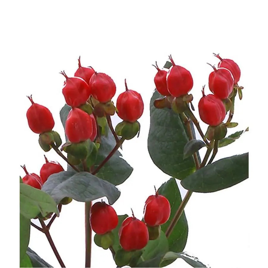 Hypericum Coco Diablo Spray - 40 Stem Bunch
