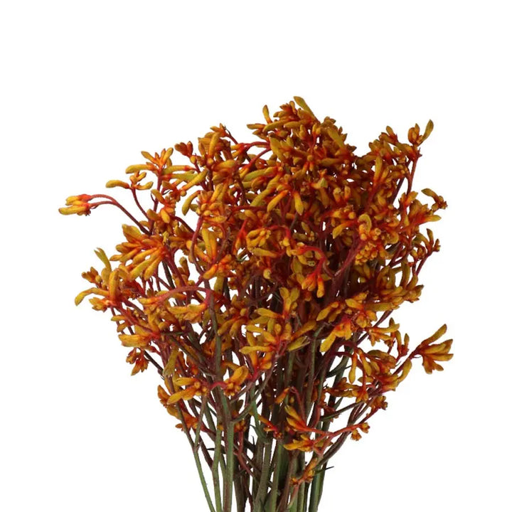 Kangaroo Paws Gold Fever - 40 Stem Bunch Holex Dutch