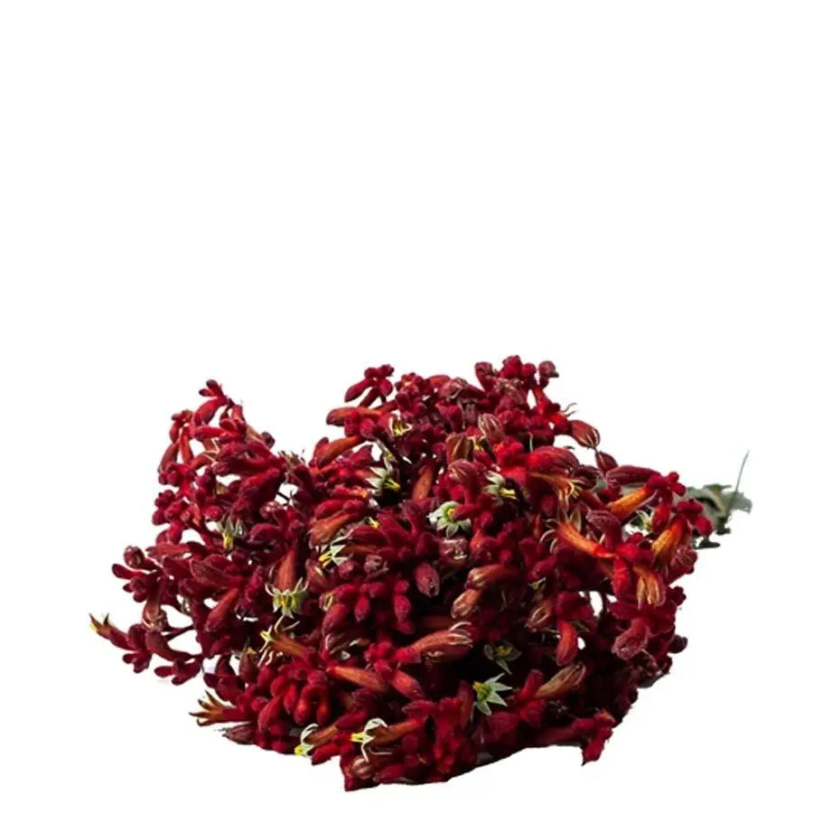 Kangaroo Paws Early Spring - 20 Stem Bunch