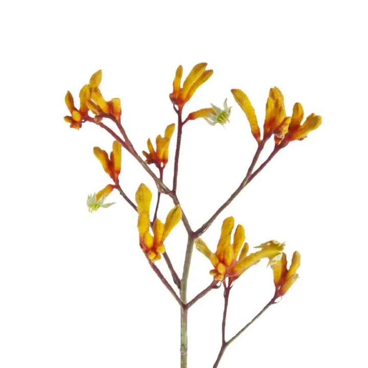 Kangaroo Paws Gold Fever - 20 Stem Bunch