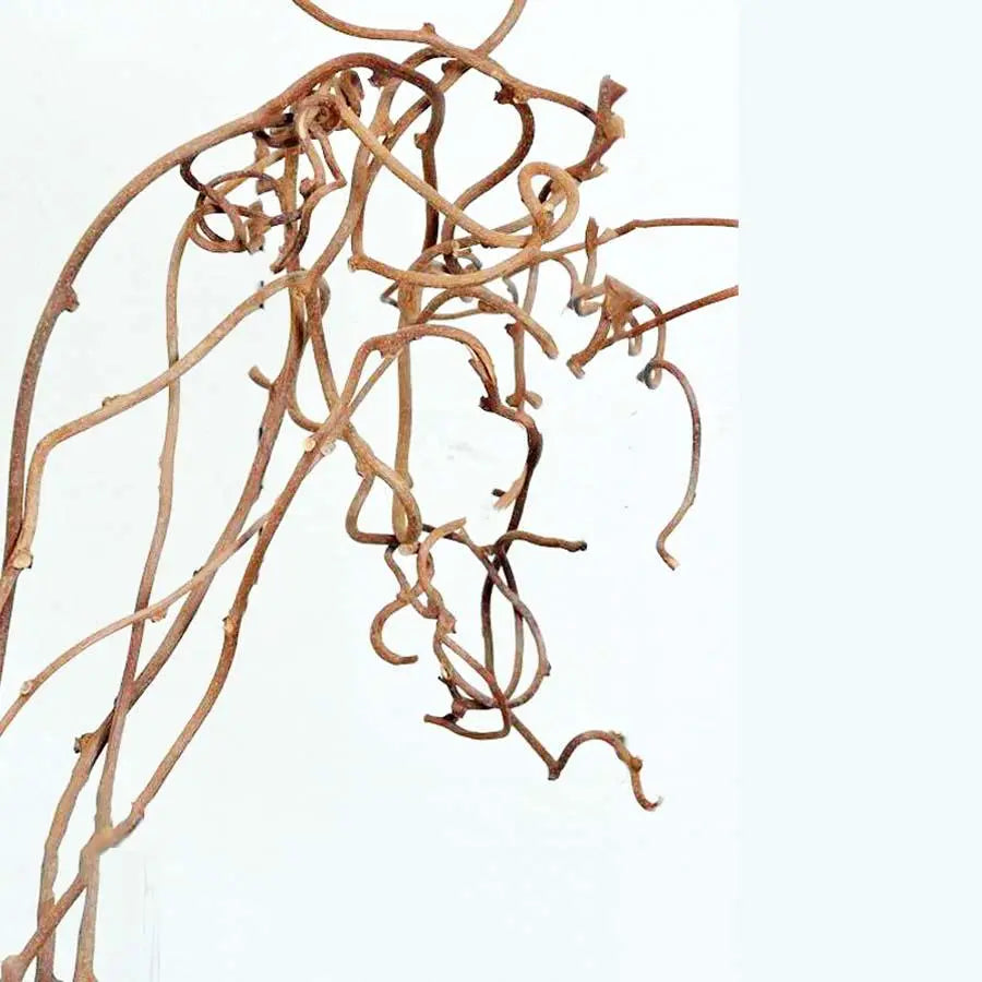 Kiwi Vine - 5 Bunches