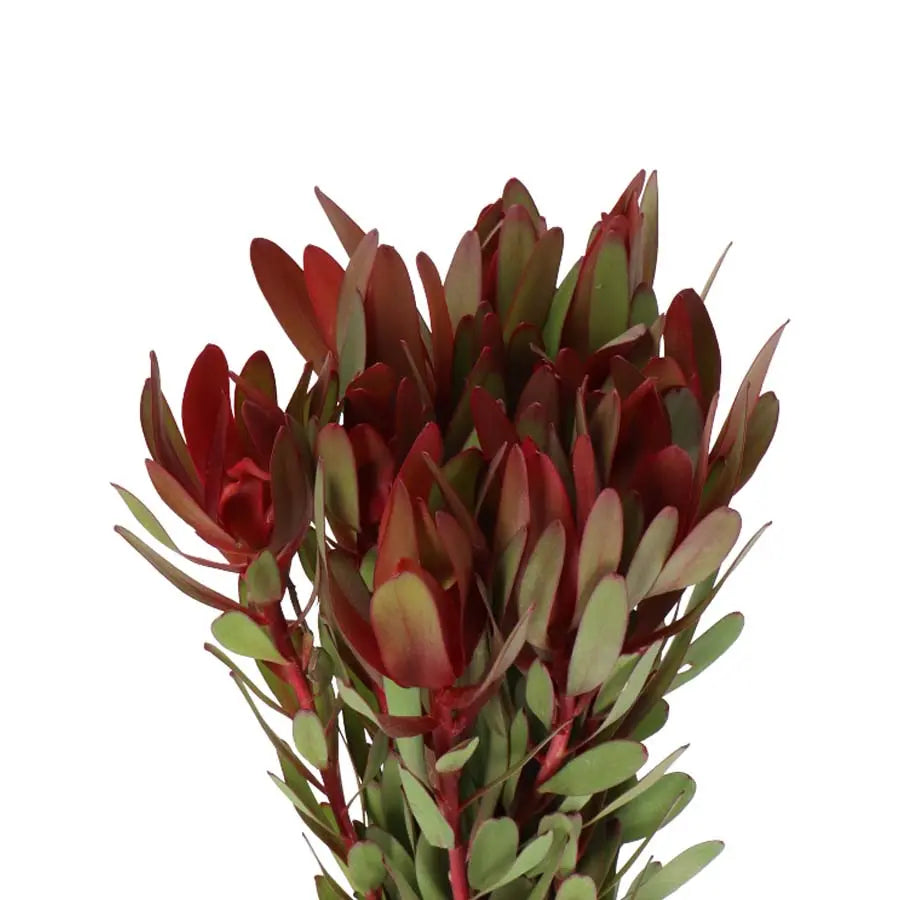 cytisus zeelandia plant *RETAIL main image 1