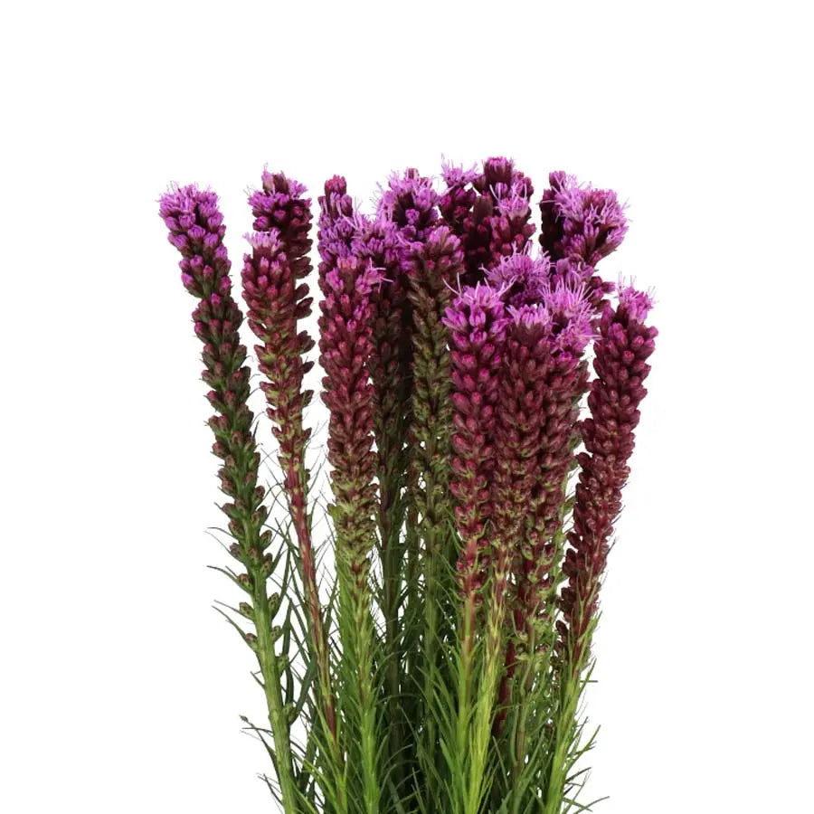 Liatris Spicata - 50 Stem Bunch - PetalDriven