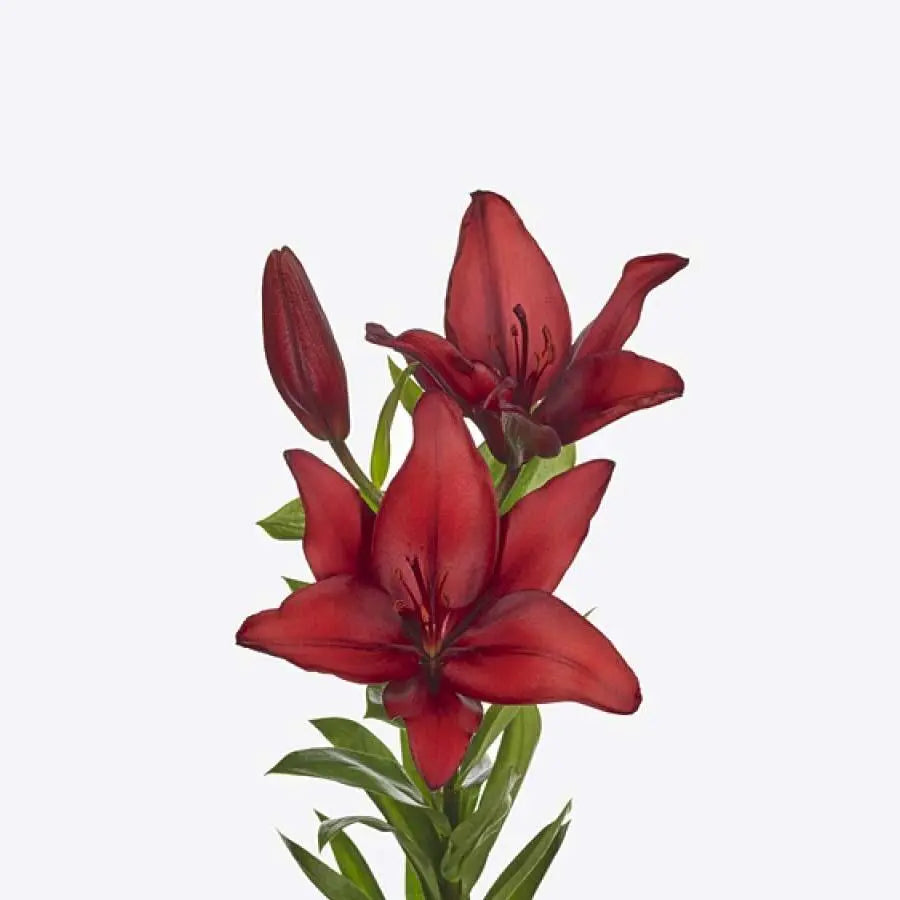 Lily LA Hybrid Ducati 90cm - 20 Stem Bunch - PetalDriven