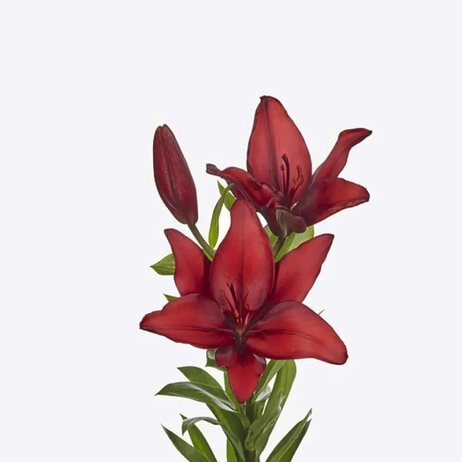 Lily LA Hybrid Original Love 90cm - 10 Stem Bunch