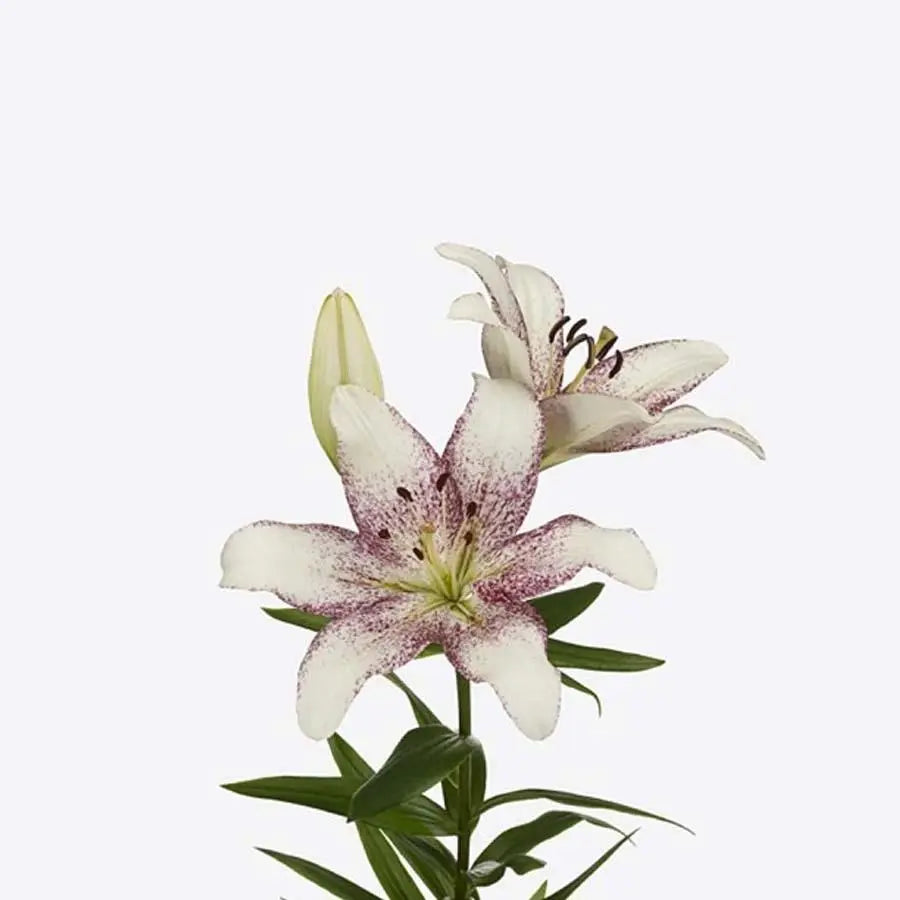 white tiger lily bulbs Lily LA Hybrid Spotify White 90cm - 20 Stem Bunch