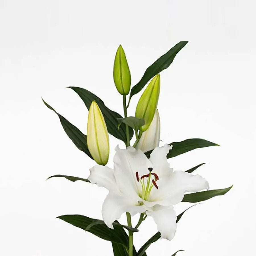 white lily stem Lily Oriental Signum