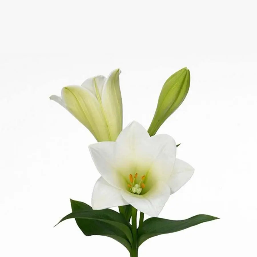 white lily easter Lily Trumpet Longiflorum (Easter Lily)