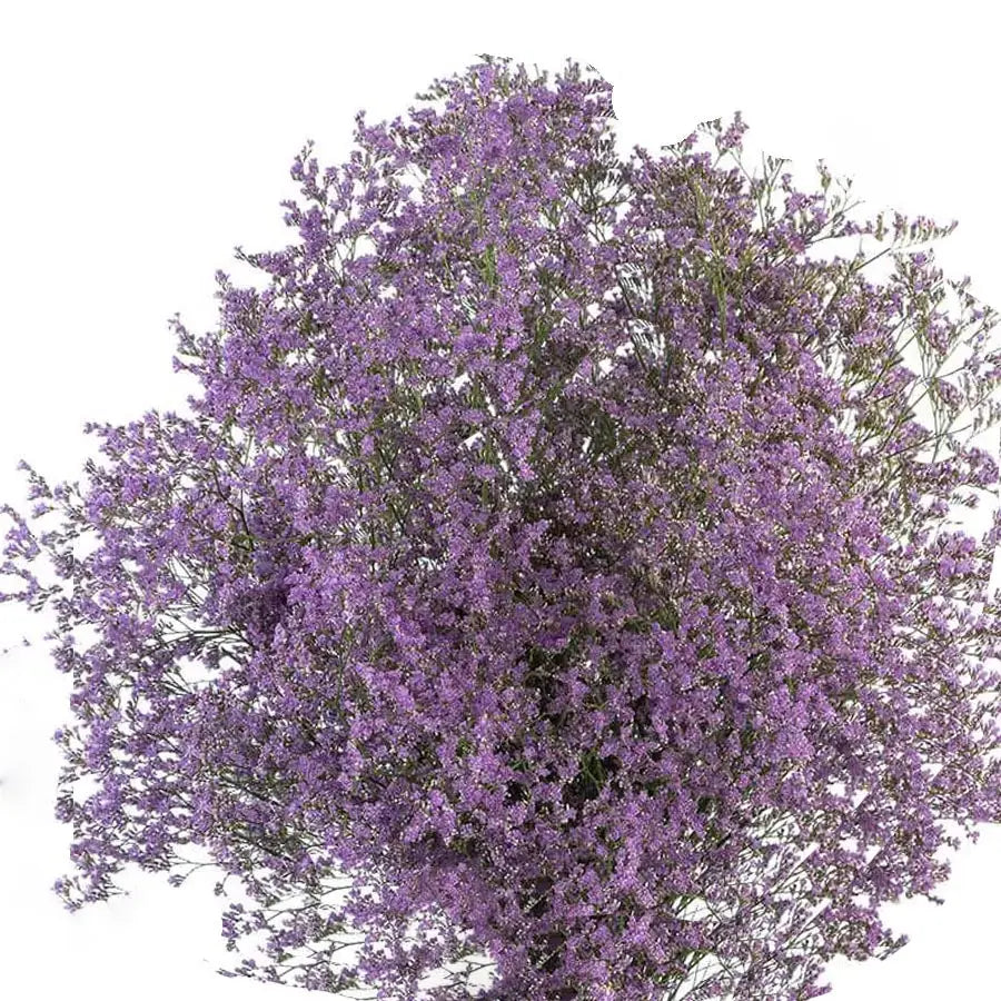 Limonium Misty Emile Blue - 100 Stem Box Holex Dutch