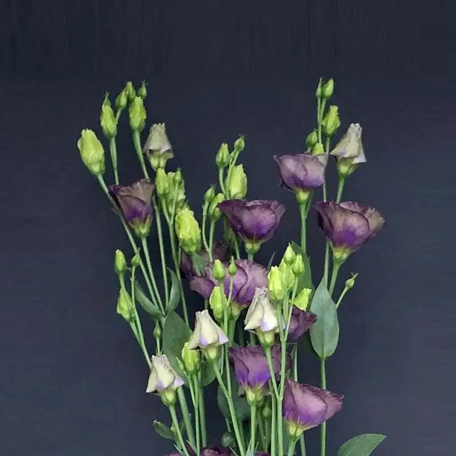 lavender lisianthus flower Lisianthus Purple - 100 Stem Box