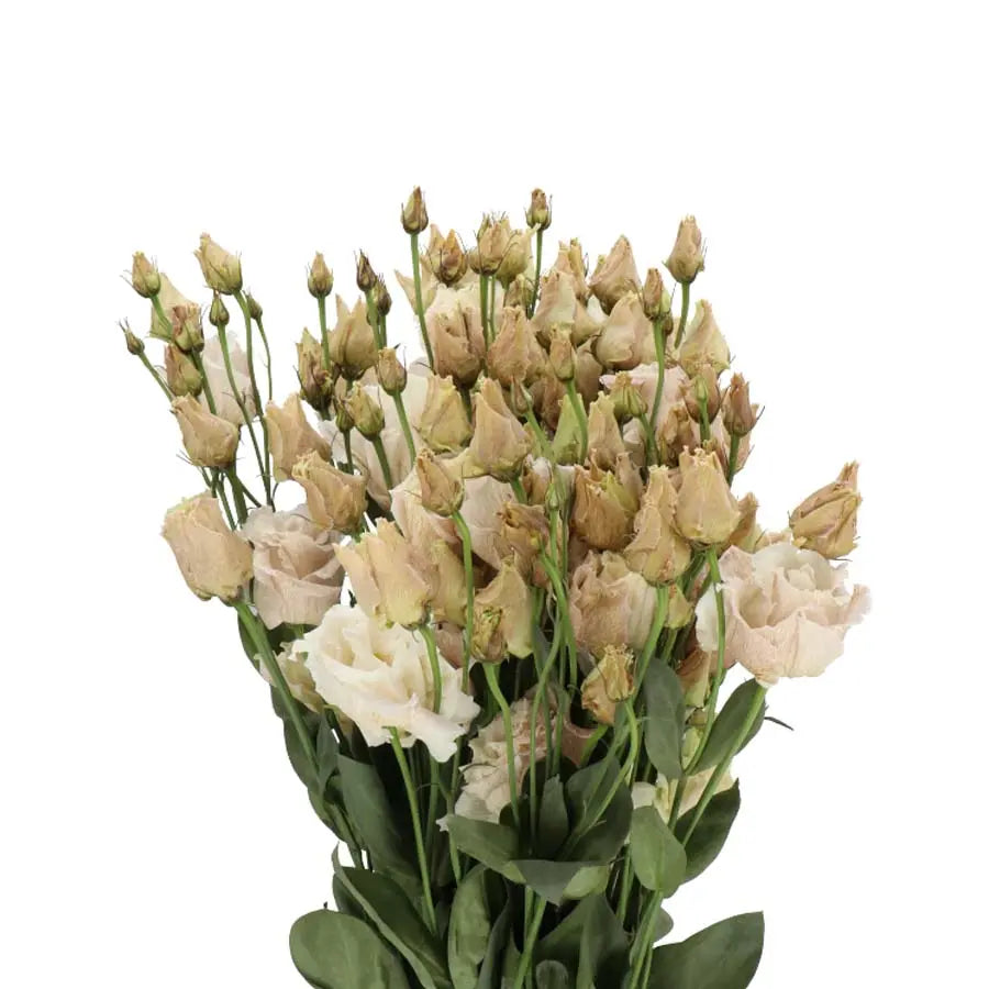 Lisianthus Painted Brownies - 20 Stems Holex Dutch
