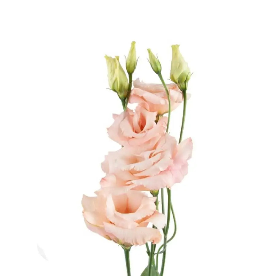 Lisianthus Double Alissa Champagne 70cm - 20 Stem Pack