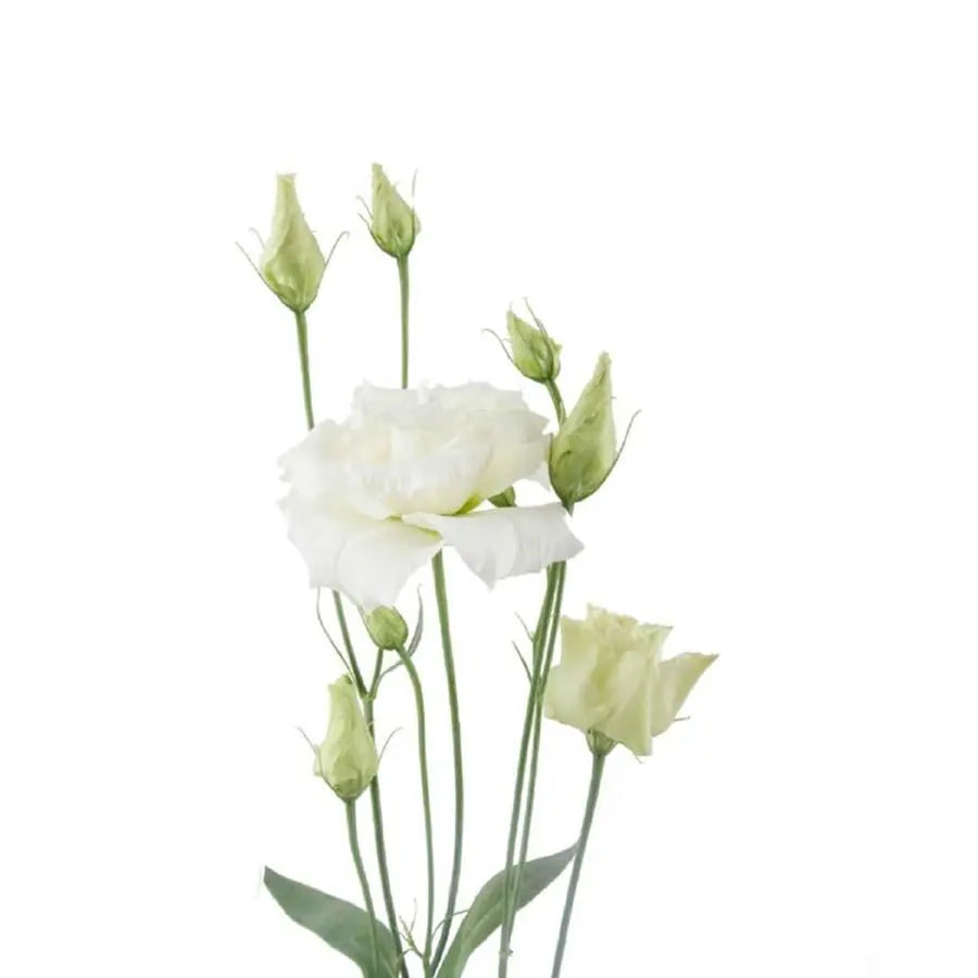 Lisianthus Double Alissa White - 20 Stems