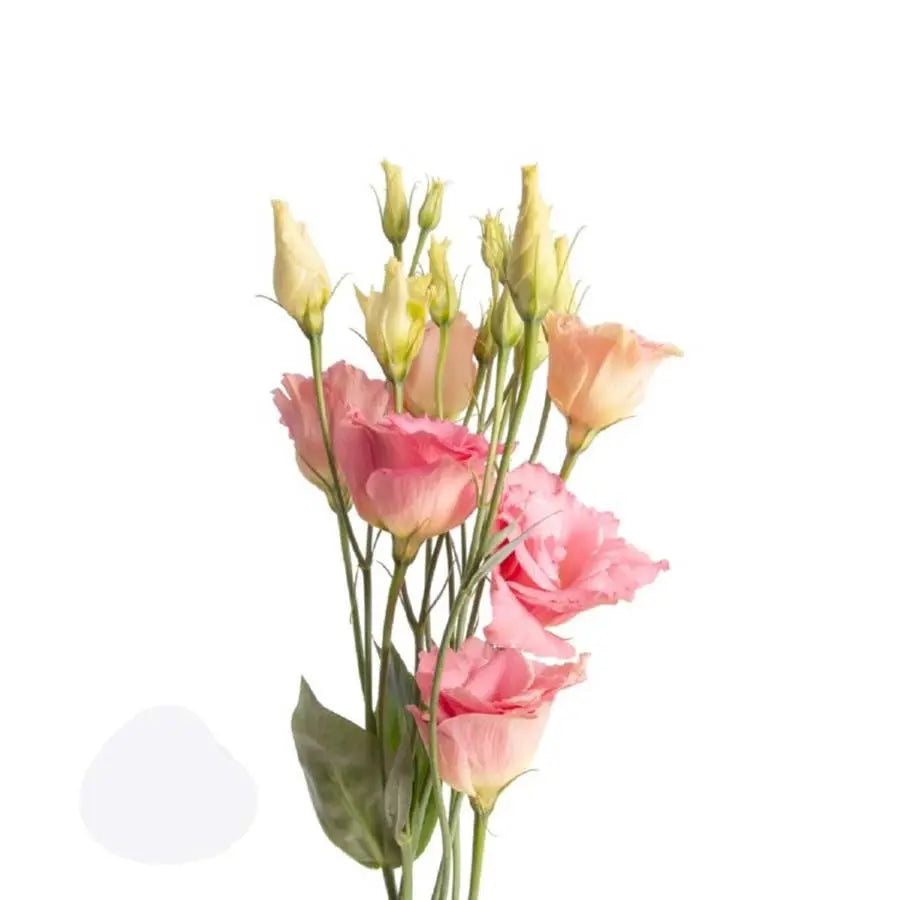 Lisianthus Double Arena Champagne 70cm - 20 Stem Pack
