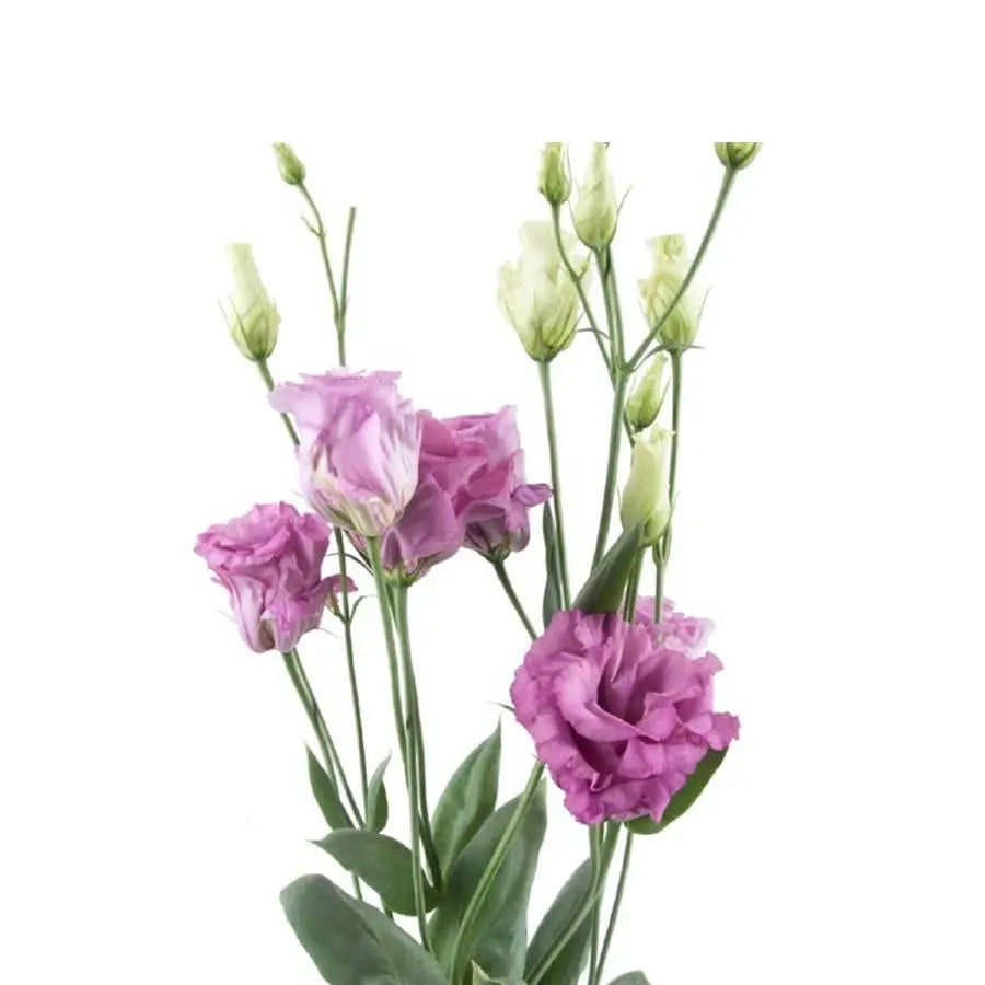 Lisianthus Double Celeb Grape 70cm - 40 Stem Pack