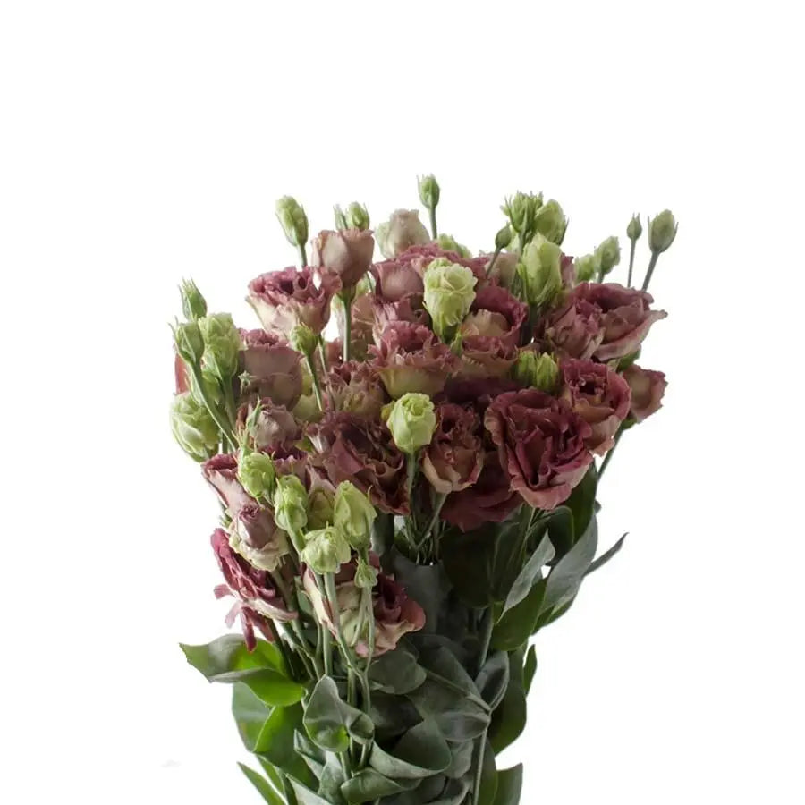 Lisianthus Double Roseanne Deep Brown 70cm - 20 Stem Pack