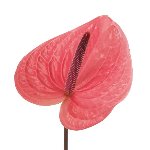 Anthurium Pink Christina 13cm - 12 Stem Pack