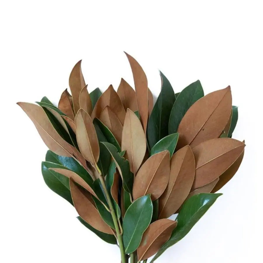 Magnolia Tips - 10 Bunch Box HDB