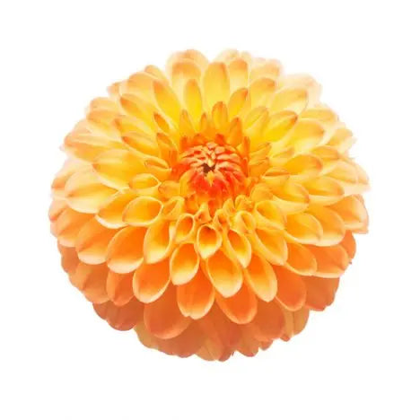 Dahlia Orange - PetalDriven