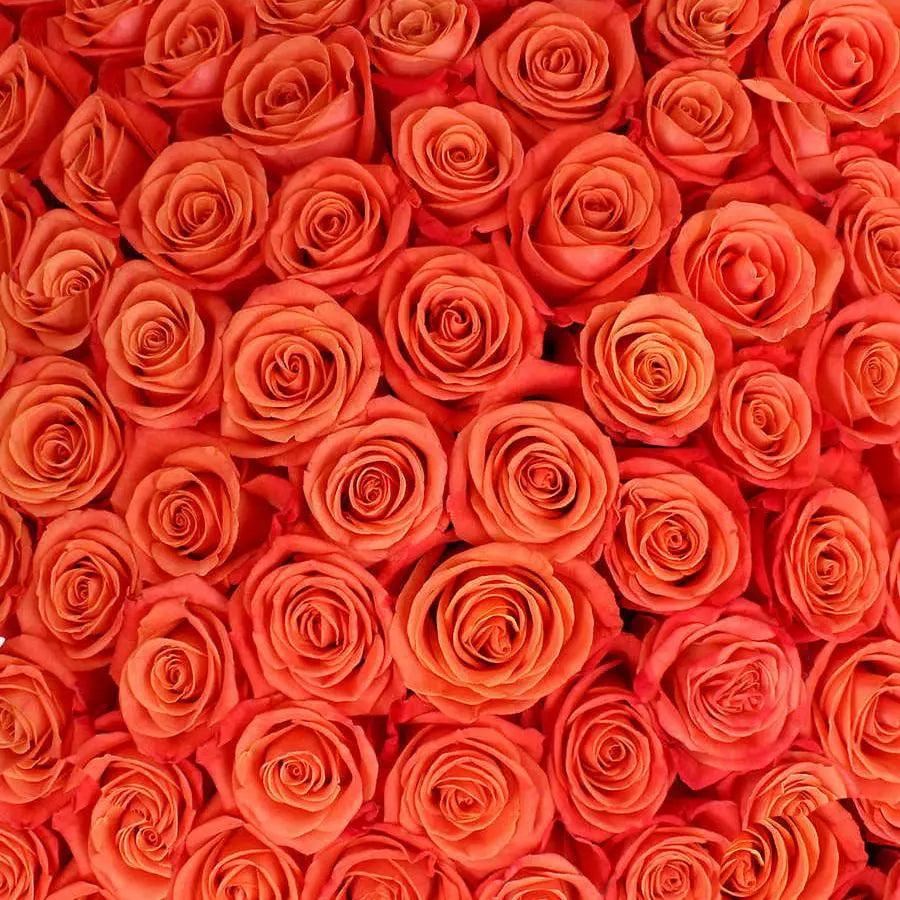 Orange Roses