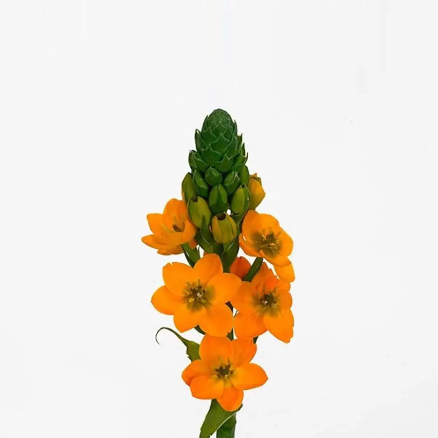Stars of Bethlehem Dubium Orange Sunshine