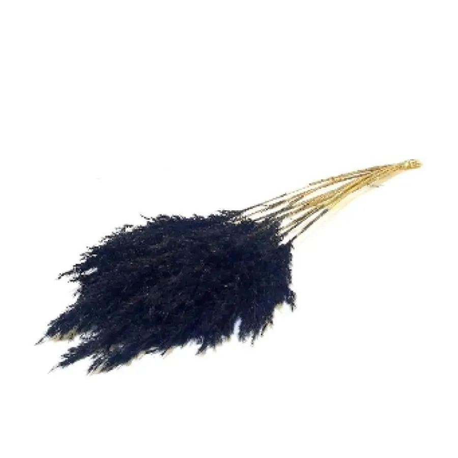 Pampas Grass Dyed Black - 10 Bunches Holex Dutch