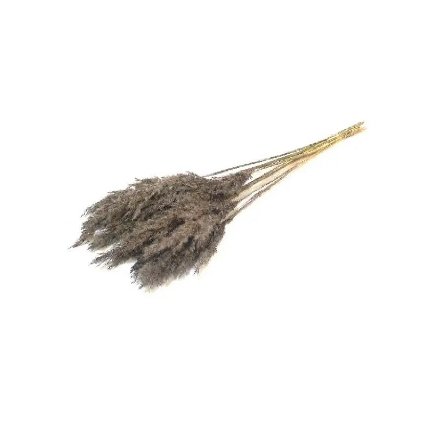 Pampas Grass Dyed Frost Gray - 10 Bunches Holex Dutch