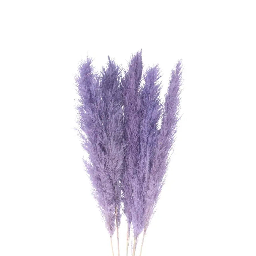 Pampas Grass Dyed Frost Lavender Holex Dutch