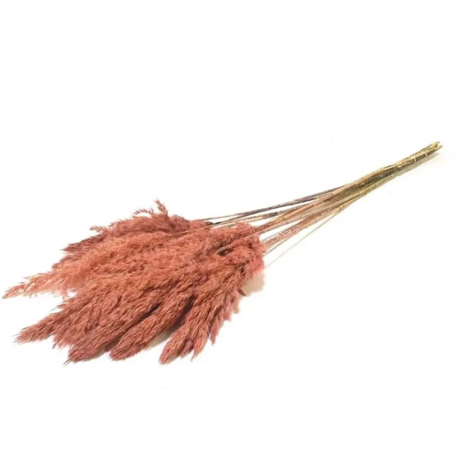 Pampas Grass Dyed Frost Salmon - 10 Bunches Holex Dutch