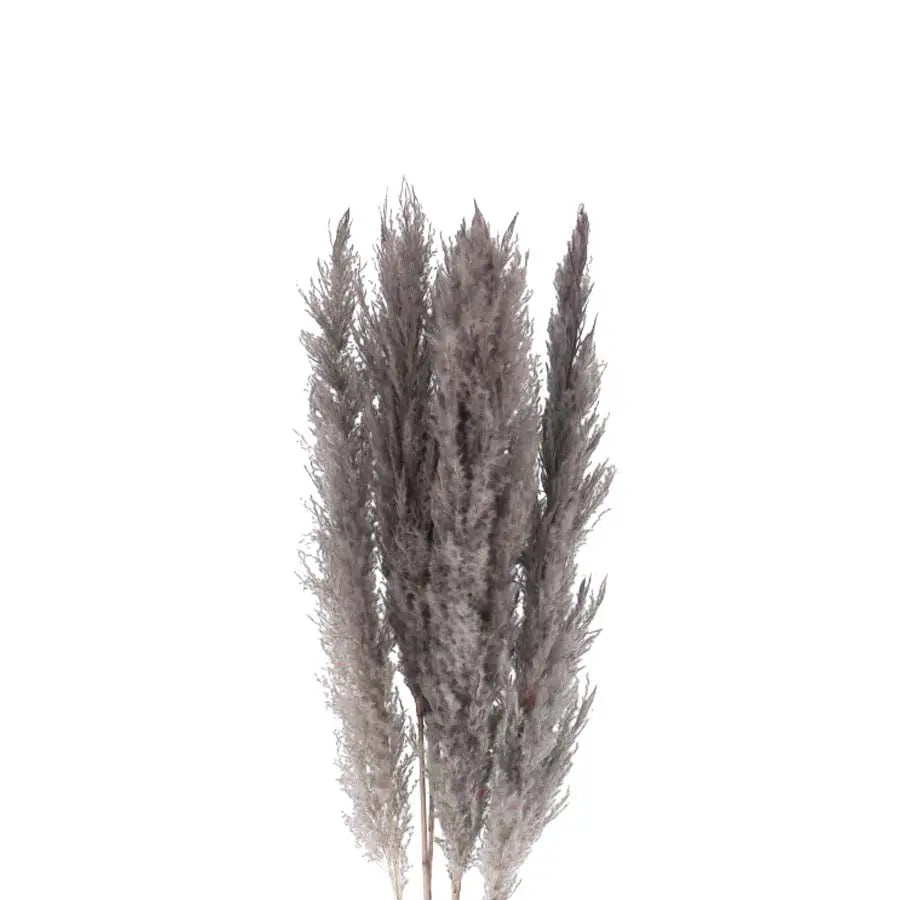 Pampas Grass Dyed Gray 140cm - 30 Stems Holex Dutch