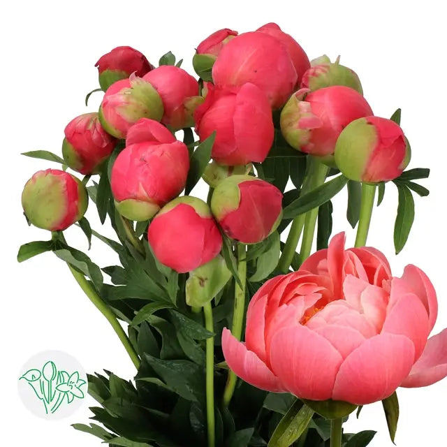 Coral Peonies 20 Stems