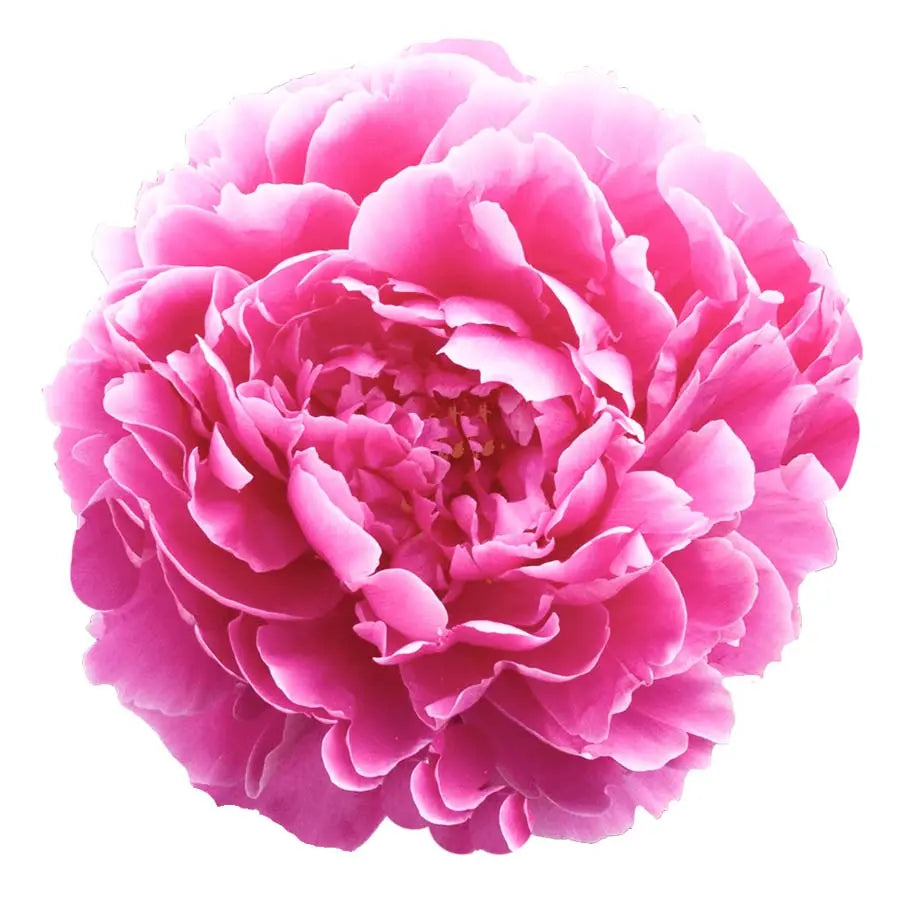 Peony Hot Pink - PetalDriven