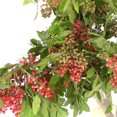 hanging pepperberry plant Pepperberry Bunch