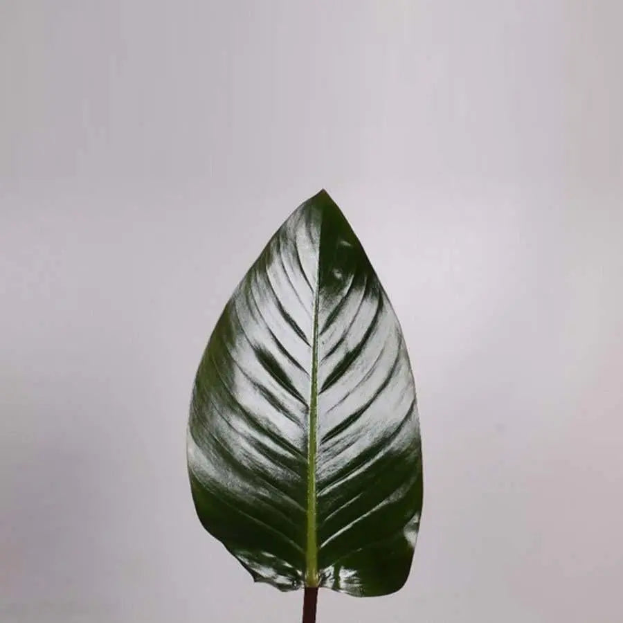 red beauty philodendron Philodendron Red Beauty