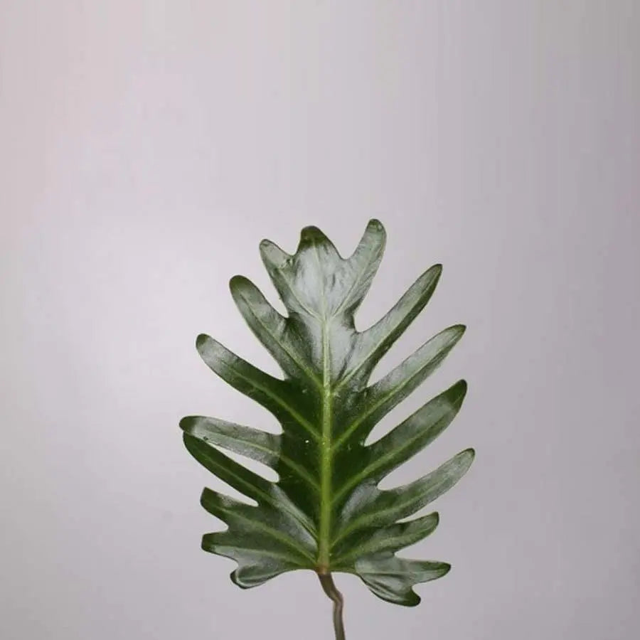 philodendron xanadu buy Philodendron Xanadu - 40 Stem Bunch