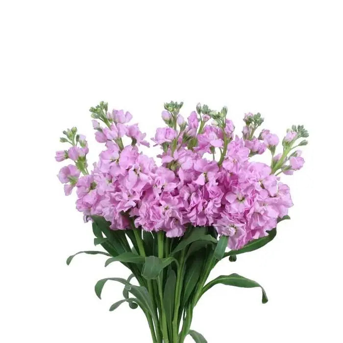 Stock Pink