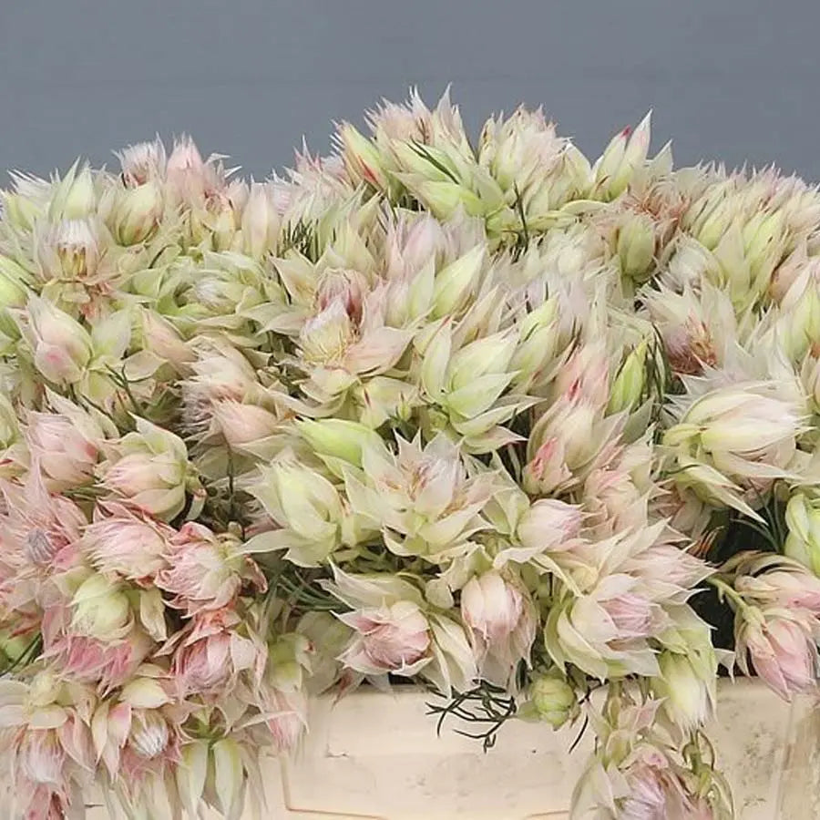 Blushing Bride Protea Flower