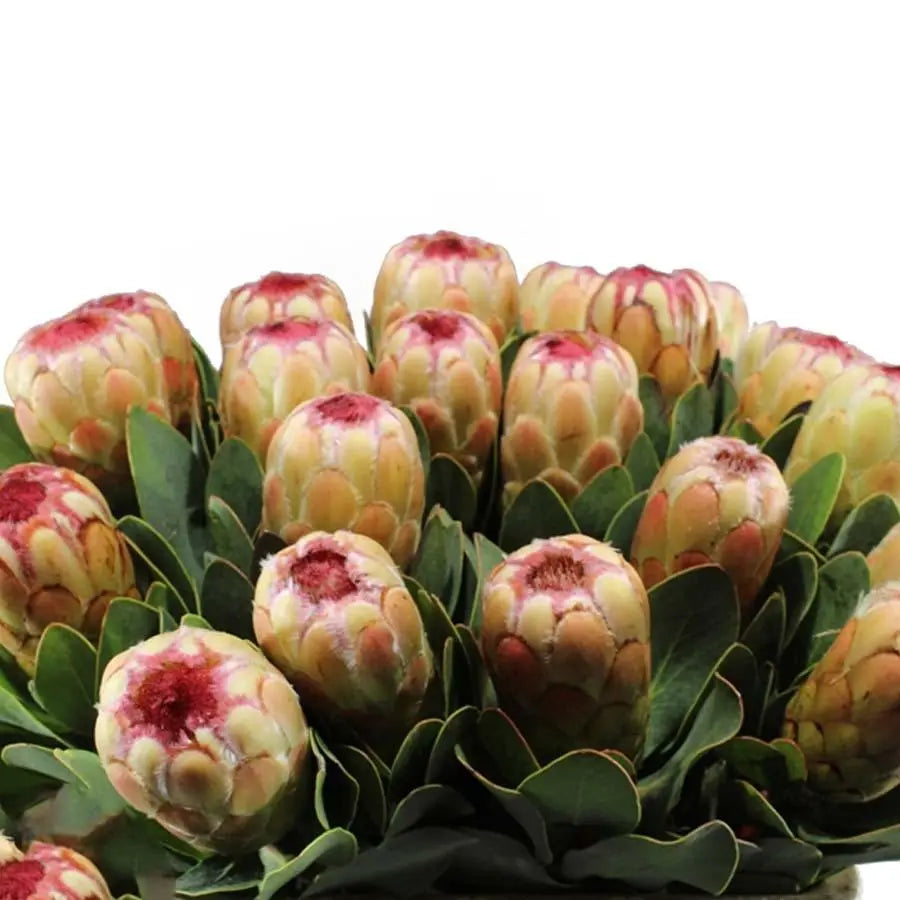 Protea Grandicolor - 10 Stem Bunch Holex Dutch