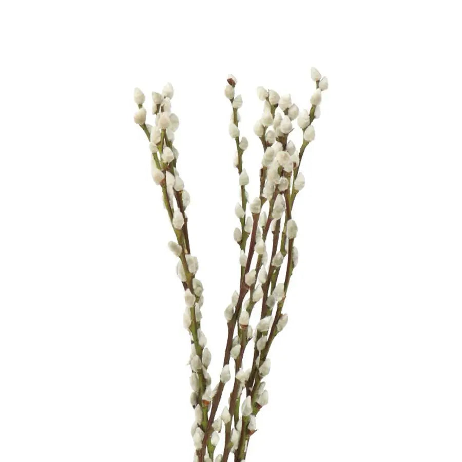 Pussy Willow - 50 Stem Bunch
