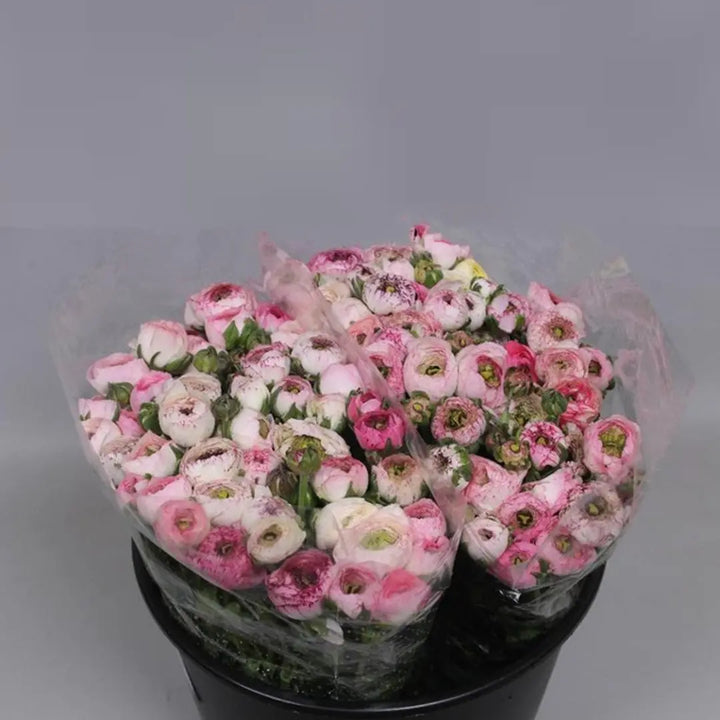 Ranunculus Cappuccino - 50 Stem Bunch Holex Dutch