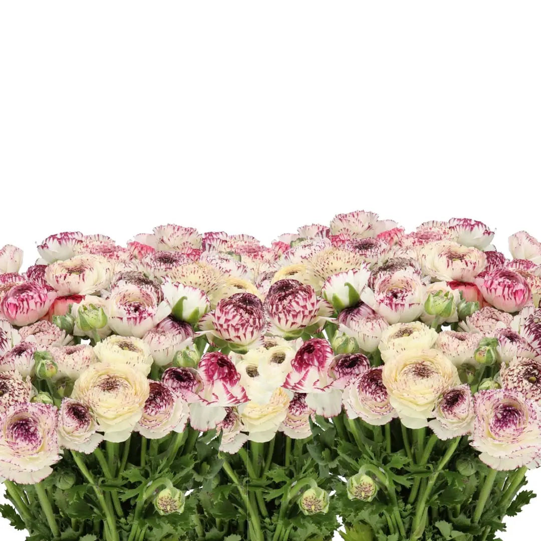 Ranunculus Cappuccino - 50 Stem Bunch Holex Dutch