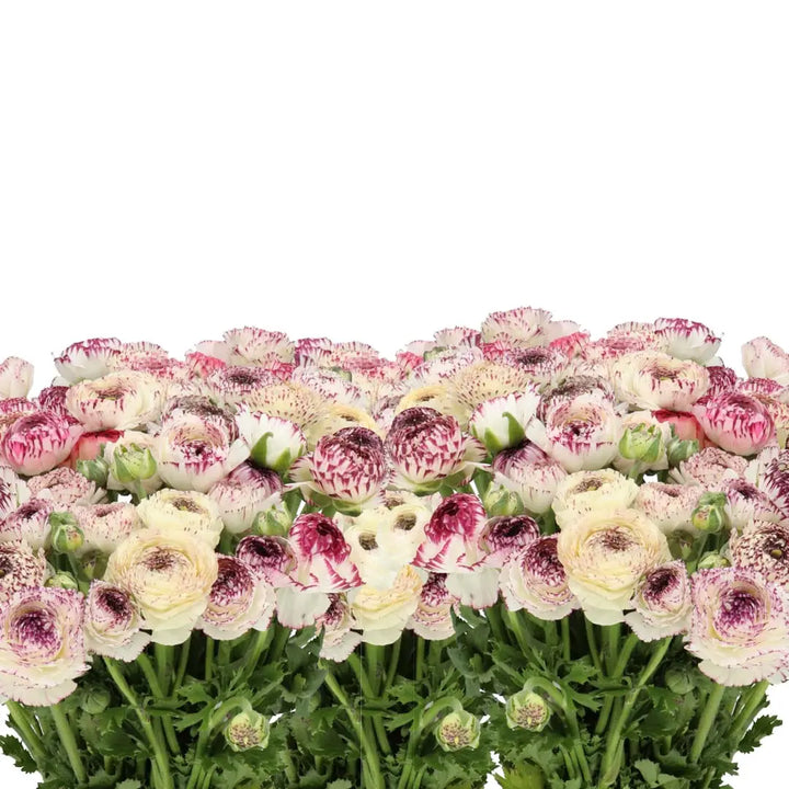 Ranunculus Cappuccino - 50 Stem Bunch Holex Dutch